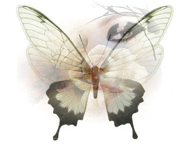 butterfly myspace graphics