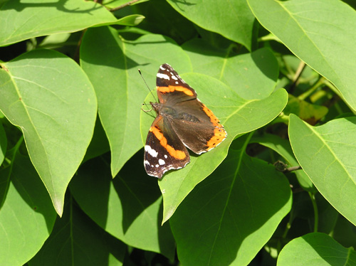 Butterfly Photo 2 | ButterflyPages.com