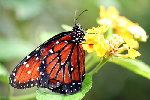 Butterfly Photo 6 | ButterflyPages.com