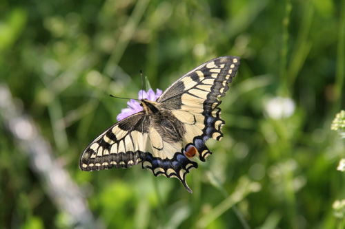 Butterfly Photo 12 | ButterflyPages.com