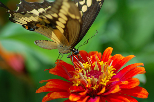 Butterfly Photo 13 | ButterflyPages.com