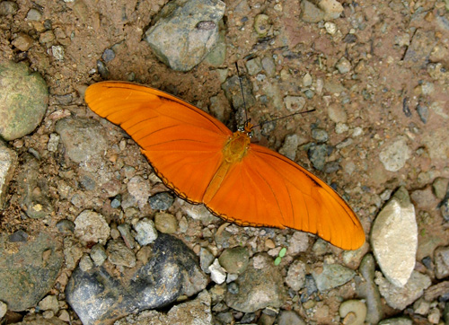 Butterfly Photo 14 | ButterflyPages.com