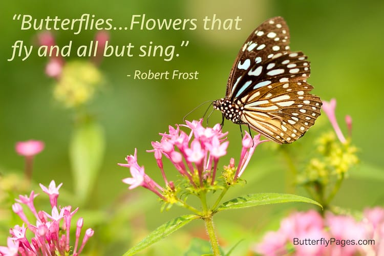 Robert Frost Butterfly Quote | ButterflyPages.com