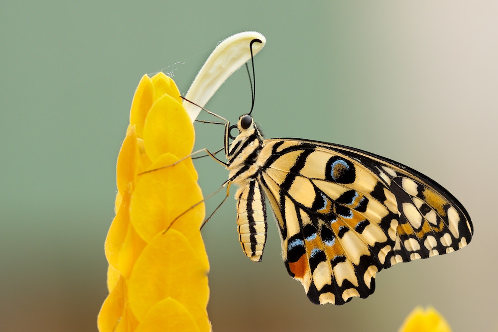 The Mystery of Gender-Bending Butterflies