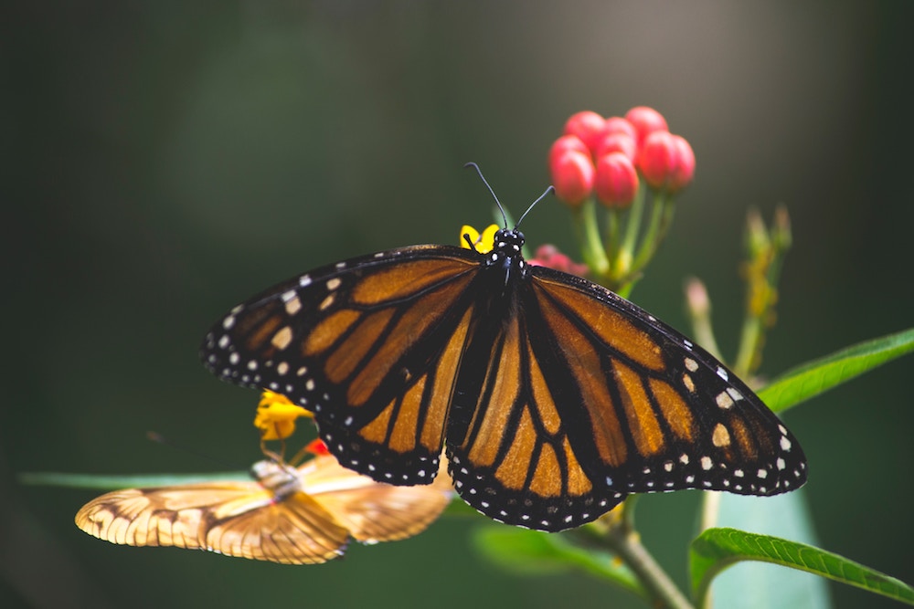 Fascinating Butterfly Facts