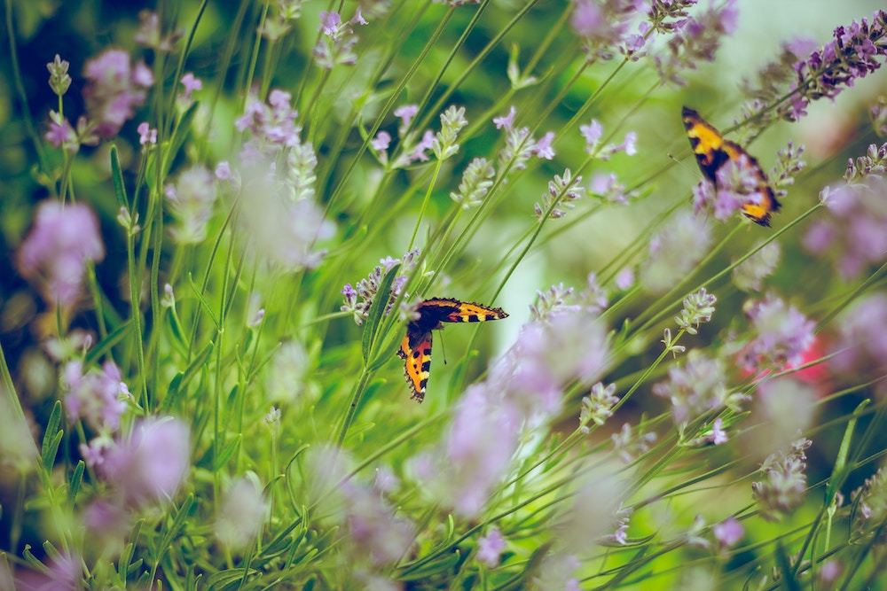 How to Make the Perfect Butterfly Garden