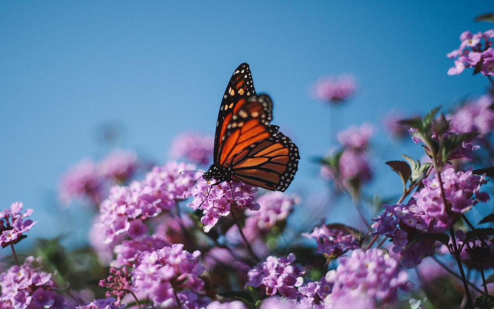 Monarch Butterfly | ButterflyPages.com