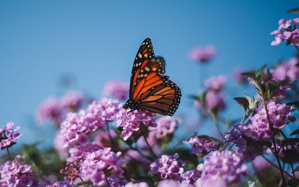 The Monarch Butterfly
