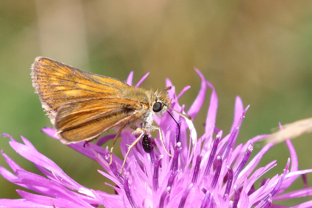 2019: A Good Year for British Butterflies