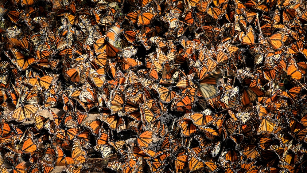 53% Drop in Monarch Butterflies No Cause for Alarm